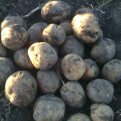 黑龙江北林延薯四号土豆何去何从