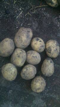 尤金885土豆薯形椭圆，马纯石供应
