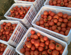 厦门市莲花镇种植80亩西红柿