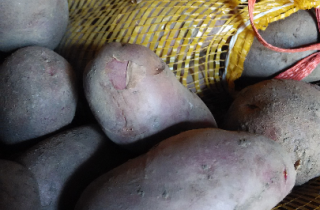 供应:定西陇薯三号 陇薯六号上车价