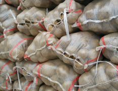 甘肃庄浪 青薯9号 长年做土豆供应