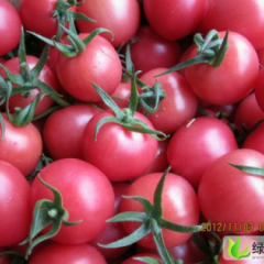 莘县圆粉，千禧以上市