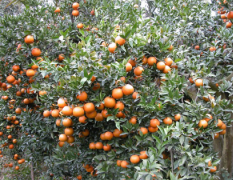 凤凰山柑橘基地是华中地区胜名的柑橘产地