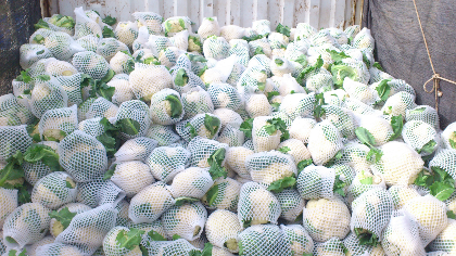 饶阳菜花已大量上市，交通便利