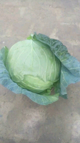 河北清苑春夏秋：西王庄王鹏伟