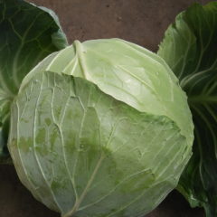 平度甘蓝，大量上市。