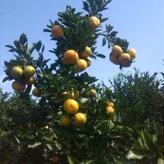 湖北早熟蜜桔量大质优！