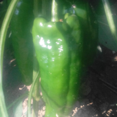 夏邑县青椒，个大，皮厚