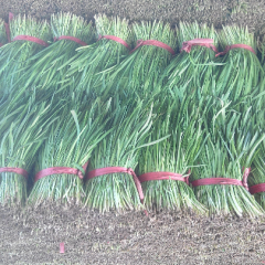 头茬韭菜根粗新鲜无干尖