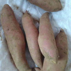 小辛庄   程王庄村龙署九号_天天果蔬