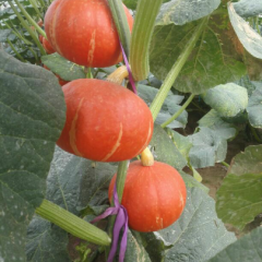 大棚吊蔓瓜，二斤起步