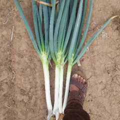 本地大葱上市，质量好价格低