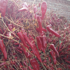 2015忻府辣椒俏销大江南北