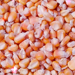 现已大量黄玉米上市，品质优良