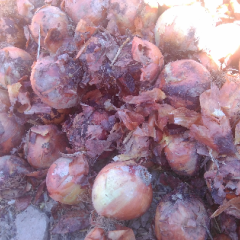 高台县目前洋葱行情基本稳定