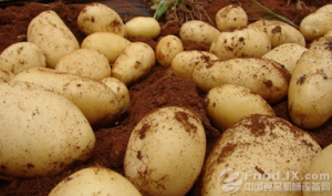 内蒙古武川县克新一号口感沙甜，营养丰富