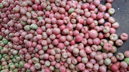 东庄镇乔庄村硬粉西红柿货量大