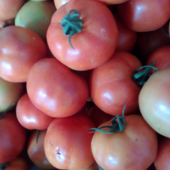 云南省楚雄州元谋县西红柿质量好