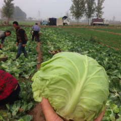 麻店镇现有百亩好甘蓝正上市