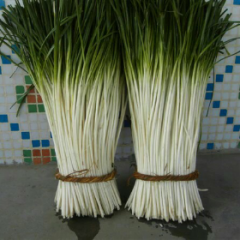 本处韭白（又名韭青，青黄）大量上市