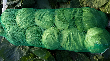 湖北省天门市多宝镇的圆苞大量上市