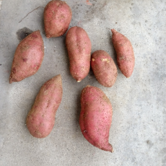 临沭青云张先生11月苏薯8号红薯