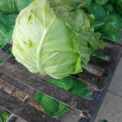 中甘21甘蓝_嘉鱼蔬菜代办