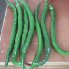 我市己有大量线椒上市