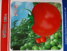 吉瑞201番茄，大红，苹果型