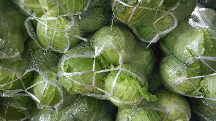 湖北嘉鱼铁头甘蓝11月份大量上市，欢迎咨询订购