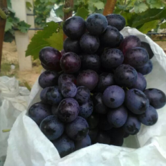 原生无核红宝石