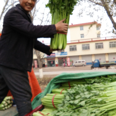 山东东昌府美国西芹：沙镇贾张延博