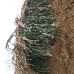 平度白沙李学全11月铁杆大葱