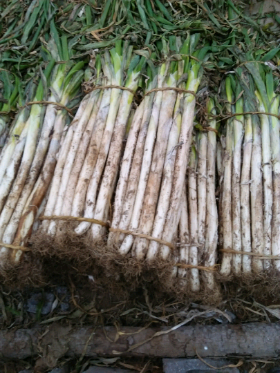 乔明星的大葱报价详情-绿果