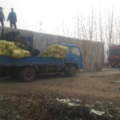 山东苍山青杂三号：庄坞镇芦晓明