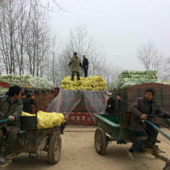 本地各种甘蓝以上市