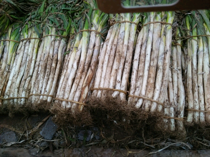 乔明星的大葱报价详情-绿果