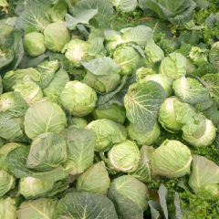 河口镇长年代收蔬菜甘蓝花菜