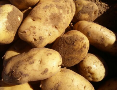 本地生盛产土豆