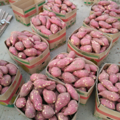 南阳红皮红心红薯个头均匀，品质好