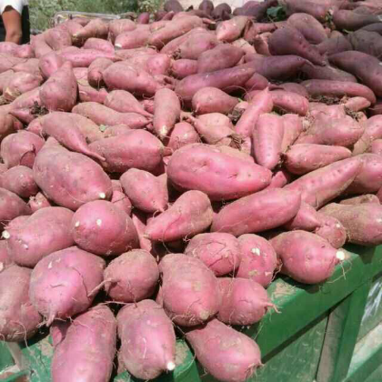 2016年8月9日河南开封商薯19红薯价格