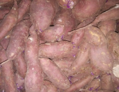 杞县红薯种植基地常年供应各种红薯