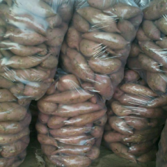 石家庄藁城商薯19红薯出售