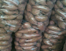 石家庄藁城商薯19红薯出售