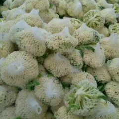 张陆代收蔬菜徐州沛县河口镇张李庄村