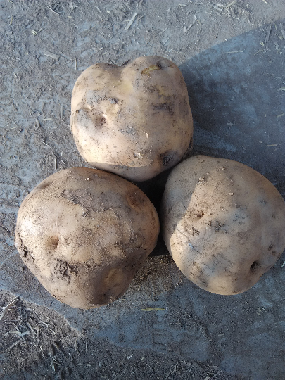 供应:定西陇薯三号 陇薯六号上车价