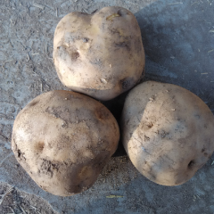 定西陇薯三号 陇薯六号上车价18993284725