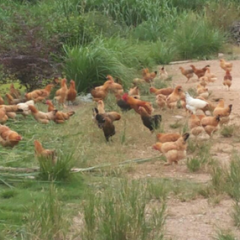 赣中南散养土鸡