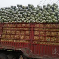 新野县荷兰美球大量有货，东祥也有货