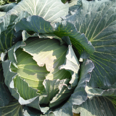 本地扁包现已大量上市，品质好